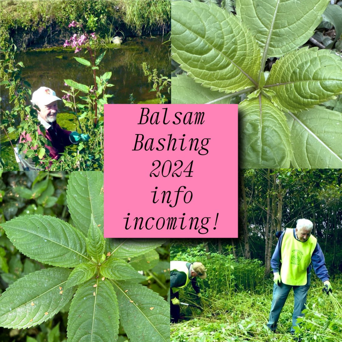 𝑰𝒕’𝒔 𝒕𝒉𝒂𝒕 𝒕𝒊𝒎𝒆 𝒐𝒇 𝒚𝒆𝒂𝒓 𝒂𝒈𝒂𝒊𝒏, and with all the high water events we’ve had this last few months, there’s plenty of balsam coming through. We’re going to start pulling at the beginning of June and carry on until it goes to seed!
#INNS #INNSweek #York