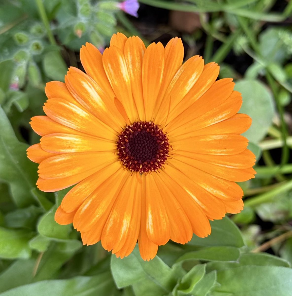 Sunshine on Marigold… #marigold #sun #sunshine #petals #orange #flowers 🧡🧡🧡