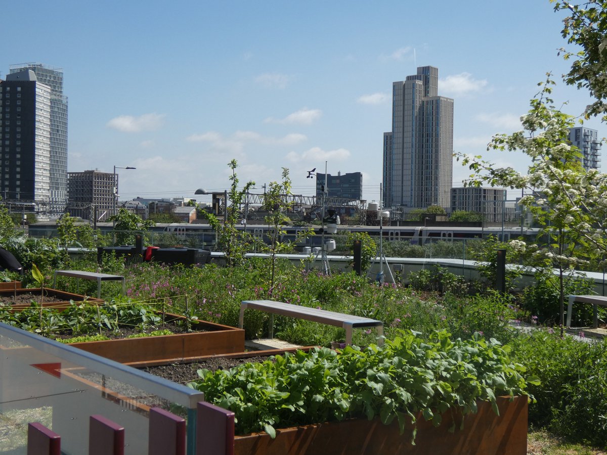 Our People & Nature Lab's rooftop garden @UCLEast was designed by #ChelseaFlowerShow Gold Medal winner Mathew Bell. Learn more about the garden and the sensors we've installed there to track biodiversity:  ucl.ac.uk/biosciences/pe… #RHSChelsea