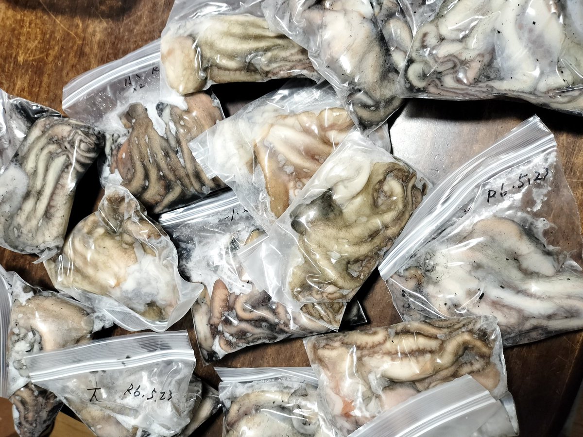 明石のタコ1年分釣った🐢

冷凍すりゃ味も全然変わらないから最＆高🤤