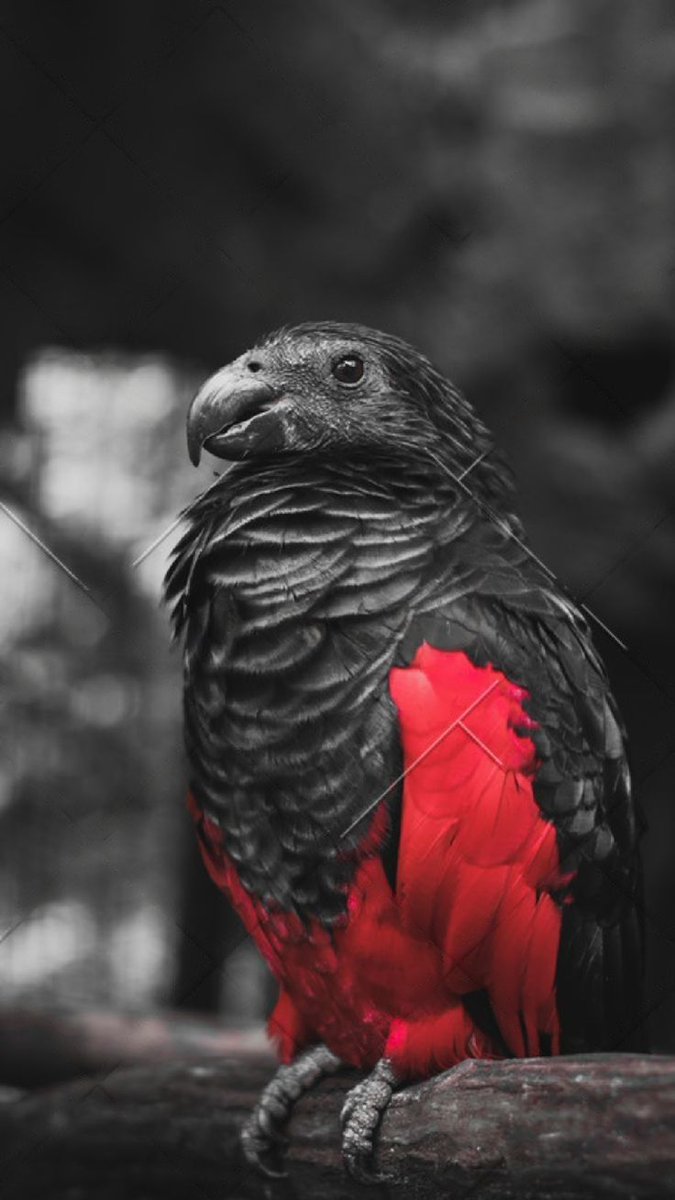 Just learned about the existence of DRACULA PARROTS