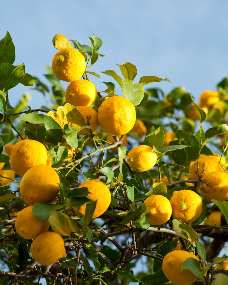 Lemon garnishes are a great way to add a bit of colour and flavour to your next cocktail 🍋 From peels to wedges and even slices, whether you’re looking for a fresh or zesty garnish, lemon is always the perfect match ✨

#Greenalls #gin #lemon #garnish #ginlover