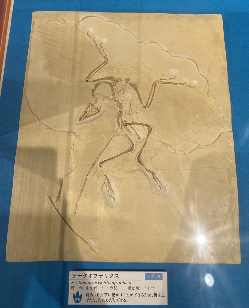 #見た人も無言で始祖鳥をあげる #金曜日だから化石貼る #FossilFriday #恐竜VS哺乳類 #茨城県自然博物館 #ミュージアムパーク茨城県自然博物館