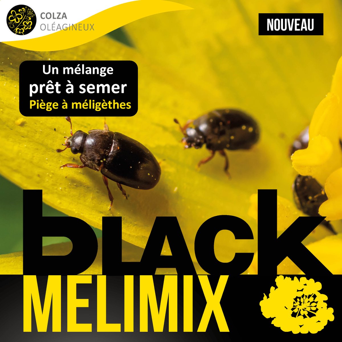 Semences de France tweet media