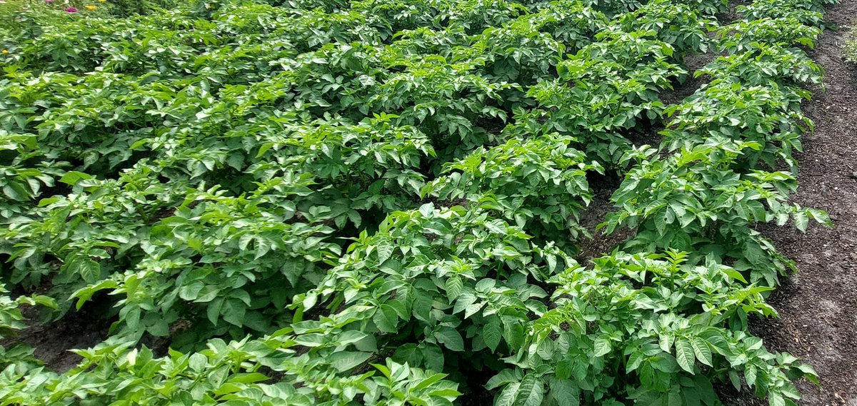 In #Groningen kunnen ze selecteren #oldambt #pootaardappel