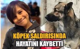 Başıboş köpek sorununu 7-8 yıldır anlatmaya çalışıyorum. Bir kez daha özetle ifade edelim! Masum çocuklarımız; vahşi itlerinizden de hastalıklı it tapar kitleden de daha kıymetlidir. Bir çocuk daha yaşayacaksa bütün itler ölebilir, hiç mahsuru yok!