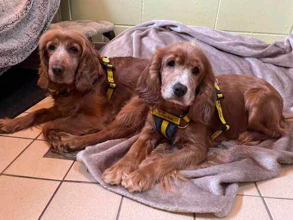 DogsTrust West Calder (Edinburgh) and Dundee tweet media