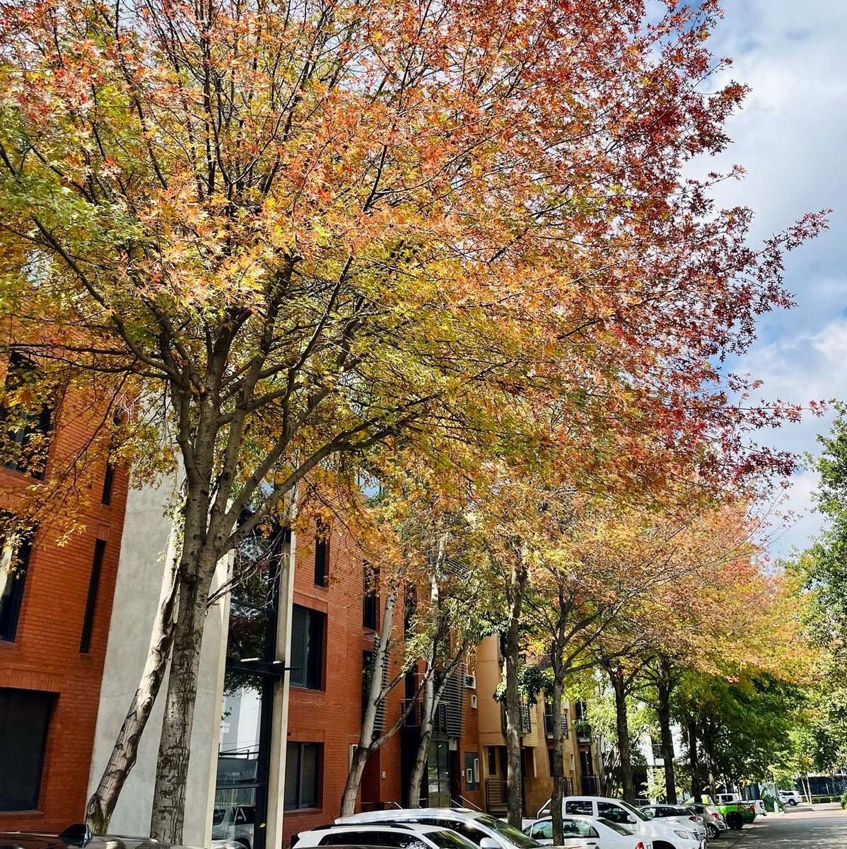 As Autumn arrives at Melrose Arch, preparations are in full swing for the seasonal transition. Enjoy the vibrant hues of changing leaves and the unmistakable chill in the air. #autumnvibes #naturelovers #fashion #MelroseArch