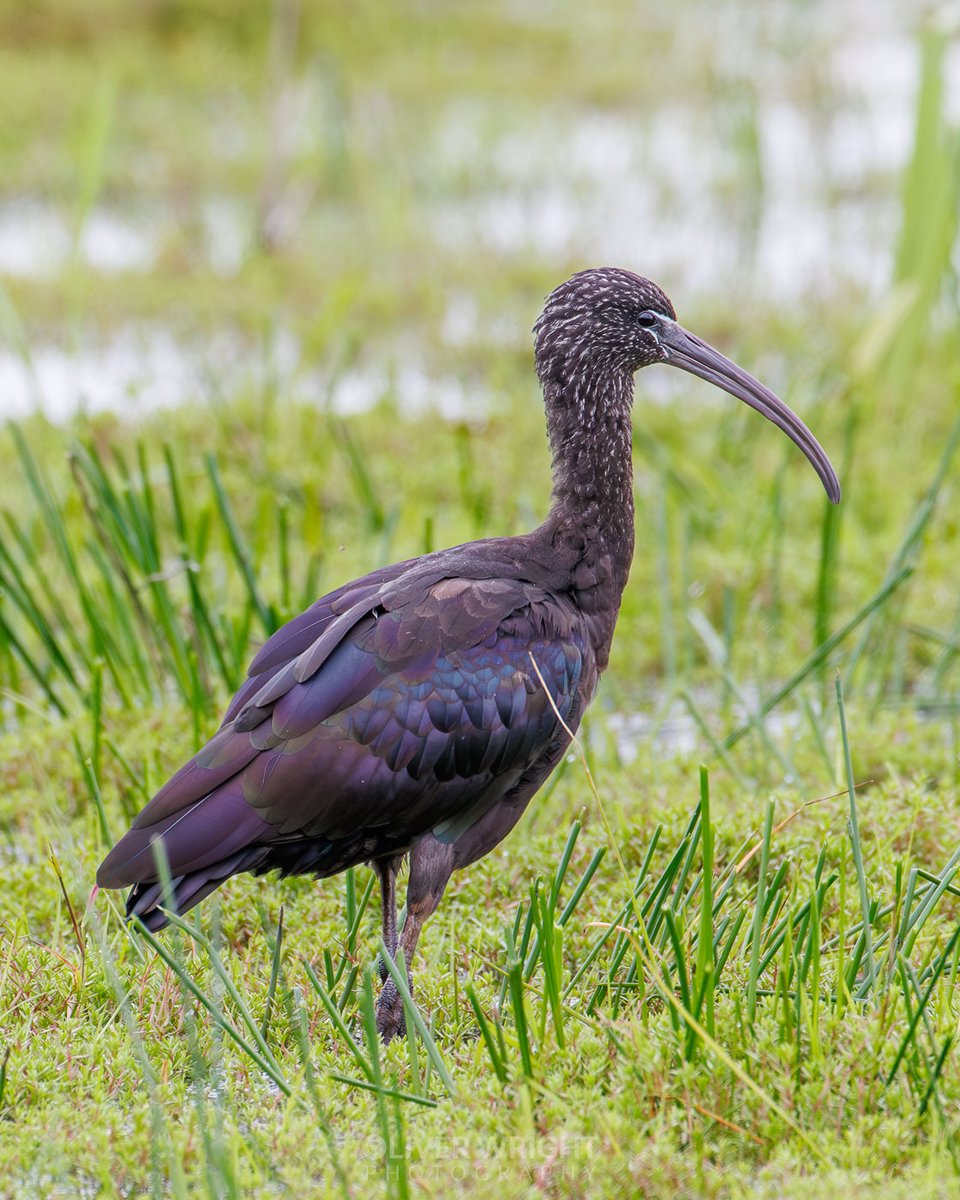 Not often you have a glossy ibis ten mins from home (well especially if you live in Leeds :)) The colours of the bird! May have to put a bit more time into photographing it if it sticks around