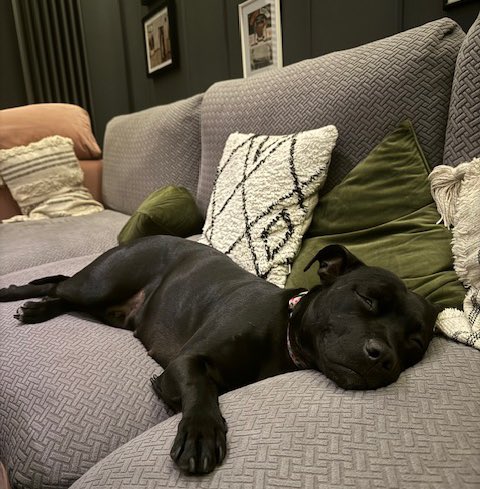 Star was taken to the vets to be put to sleep. Thankfully they only saw a young healthy dog and called us. With an emergency foster we were able to save her life, and here she is a few weeks later in her new forever home where she is completely adored 🥰 Be happy Star 💜