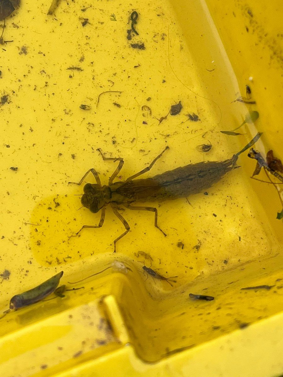 There were some great pond finds by the The Rainbow Montessori Nursery School on the farm this week…