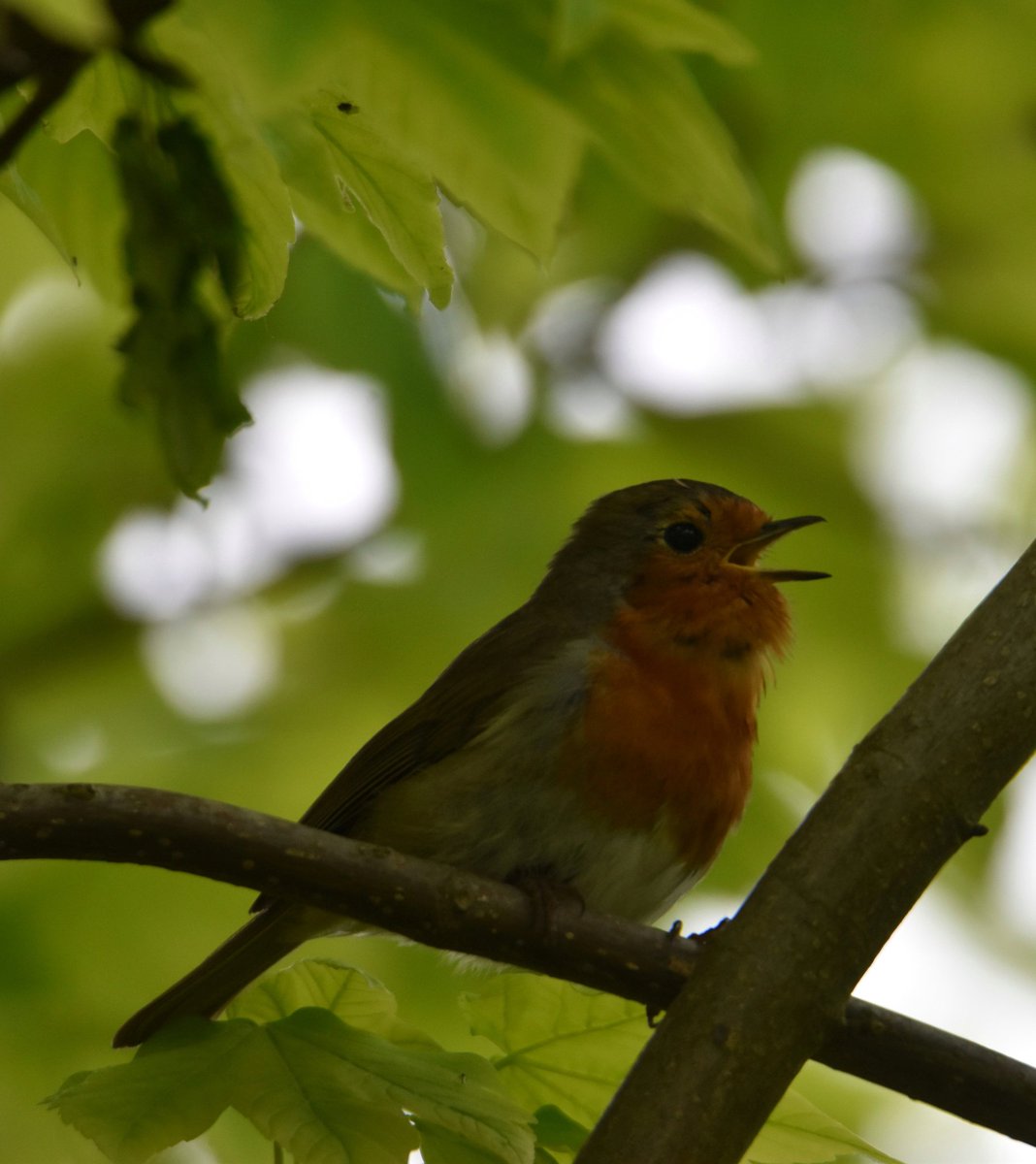 Friday feeling. #ThePhotoHour #Robin #birds #Wicklow #Ireland