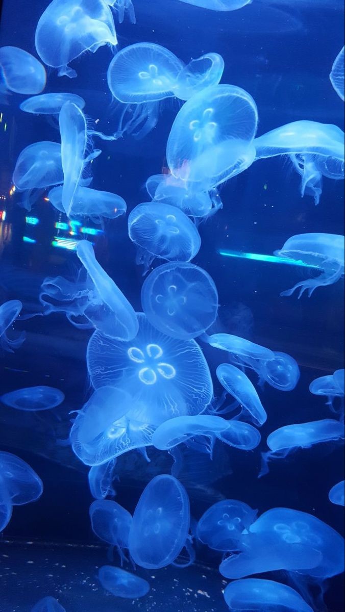 CheeseSTCH's tweet photo. [ twitter ]

📍Sealife Bangkok

@TAINTAIN_STCH @valentSTCH @Dinn_STCH @stch_Alex @notneSTCH   @STCH_CLEANSOUP @yang_stch https://t.co/dD0UDWYYQo