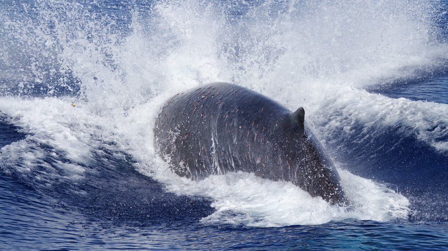Out today: report of the 2024 IWC Scientific Committee meeting. A comprehensive record of the discussions &amp; recs of 200+ leading scientists on topics ranging from #bycatch &amp; #climatechange to assessments of #populationstatus, size &amp; structure. Read it here archive.iwc.int/?r=22181&k=432…