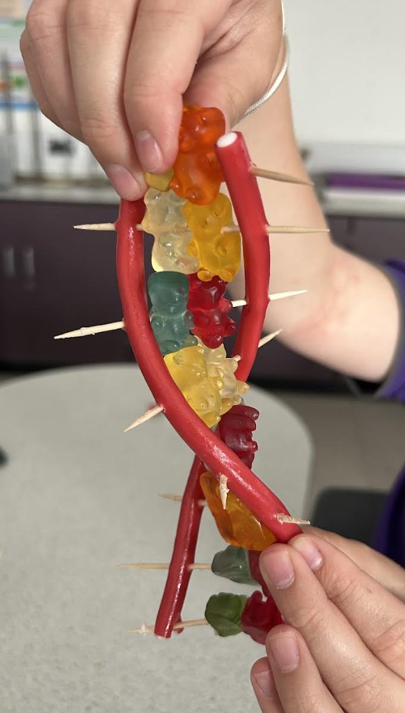 Year 8 making DNA models this morning 🍬🧬 <a href="/CCYD_school/">CCYD</a>