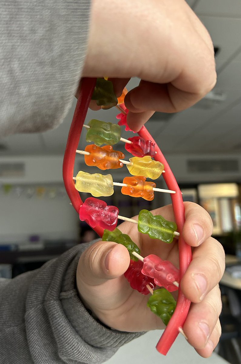 CCYD_Science's tweet photo. Year 8 making DNA models this morning 🍬🧬 @CCYD_school https://t.co/Y7mWuGMXrn