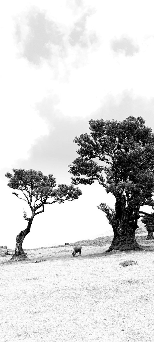 Trees Madeira Island #traveltips #blackandwhite