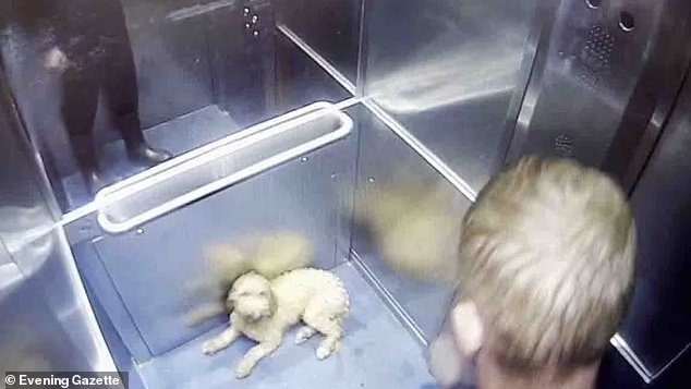 AdoptionsUk's tweet image. Please retweet, Thomas Hardy, County Durham #UK  CONVICTED OF ANIMAL ABUSE - AVOIDS JAIL!! 
Thomas Hardy, 32, was seen punching his Cockapoo five times before strangling her, compressing her chest between his legs and swinging her around by the neck. One clip showed him lifting…