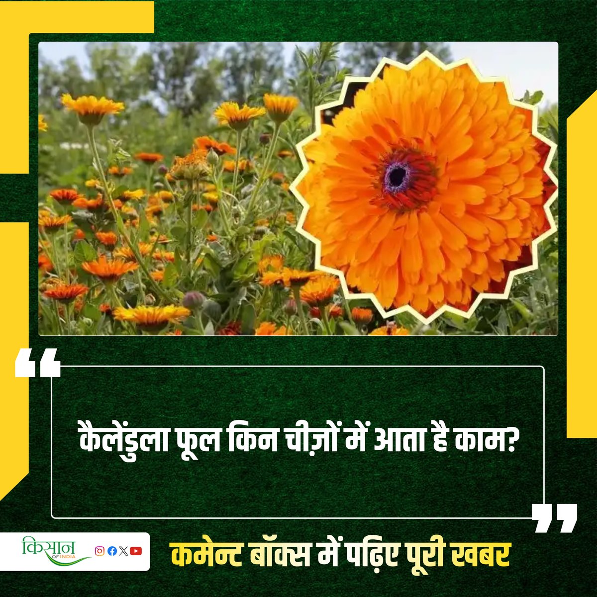 KisanofIndia's tweet photo. भारत में कई तरह के फूलों की खेती होती है। सजावटी से लेकर औषधीय गुणों वाले फूल। एक ऐसा ही फूल है कैलेंडुला।

#KisanOfIndia #Farming #Agriculture #CalendulaFlower #FlowerFarming #Kisan #Horticulture https://t.co/84wLRXC6dT