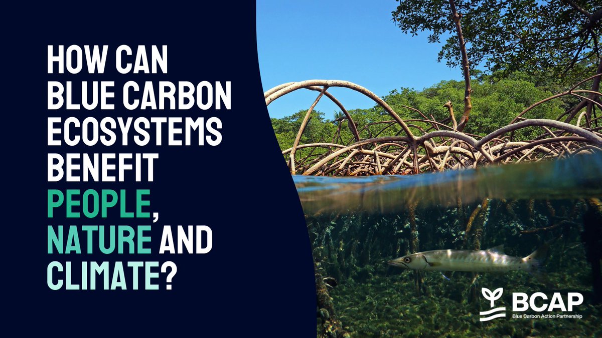 🌊#BlueCarbon ecosystems are drawing increasing attention due to their potential to support communities, biodiversity and climate action.

But how can they be championed in ways that benefit people, nature and #climate?
