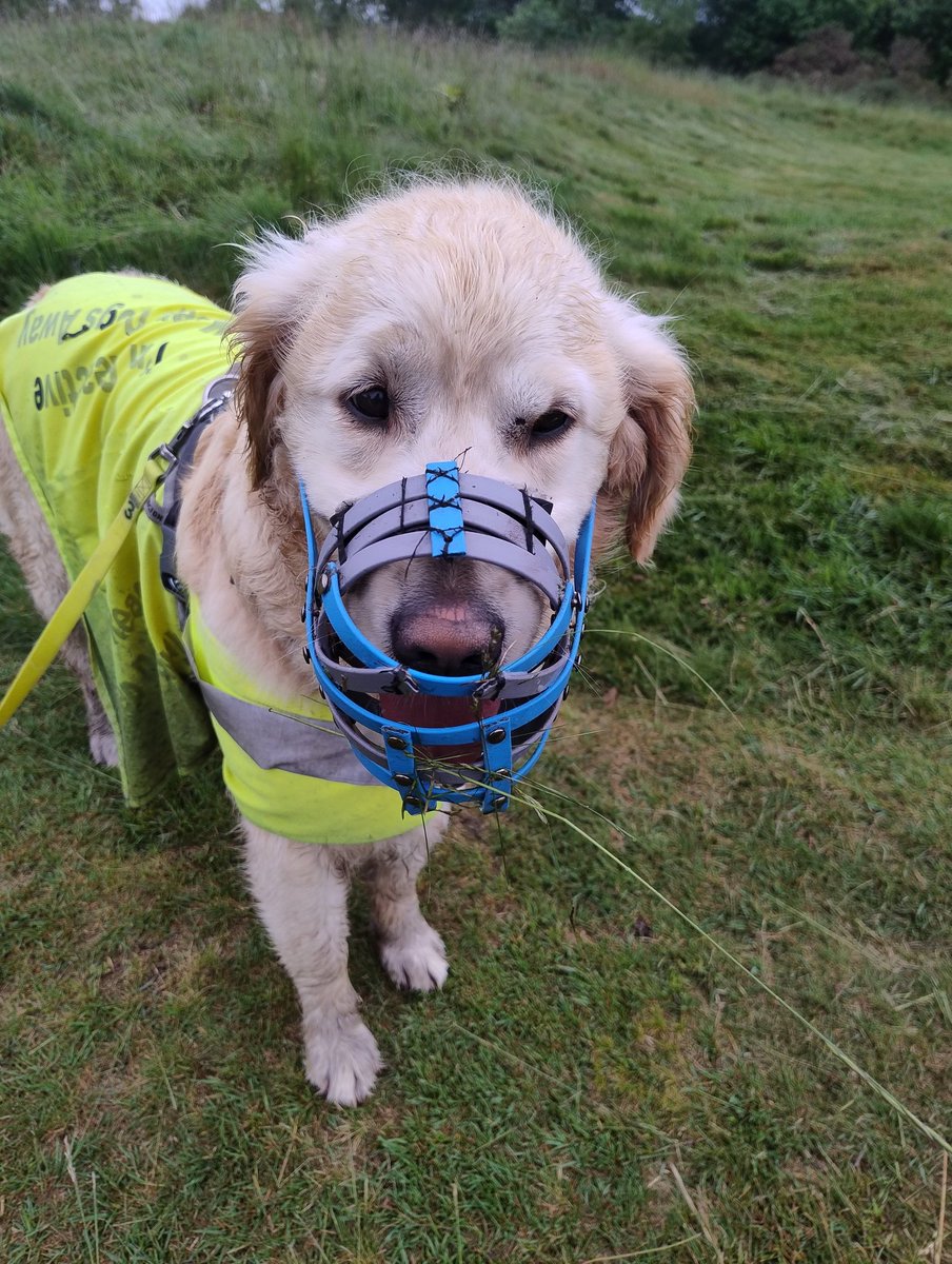 kitteridge_lisa's tweet image. Luca seems to be starting a grass collection in his muzzle.

He either wants to decorate it or make himself more camouflaged 🤷🏼🤦🏼

He's also been rolling in the wet grass so his hi-vis vest is filthy &amp;amp; low-vis!

#gooddogswearmuzzles
#muzzleddogsaregooddogs
#norabbitscaughttoday