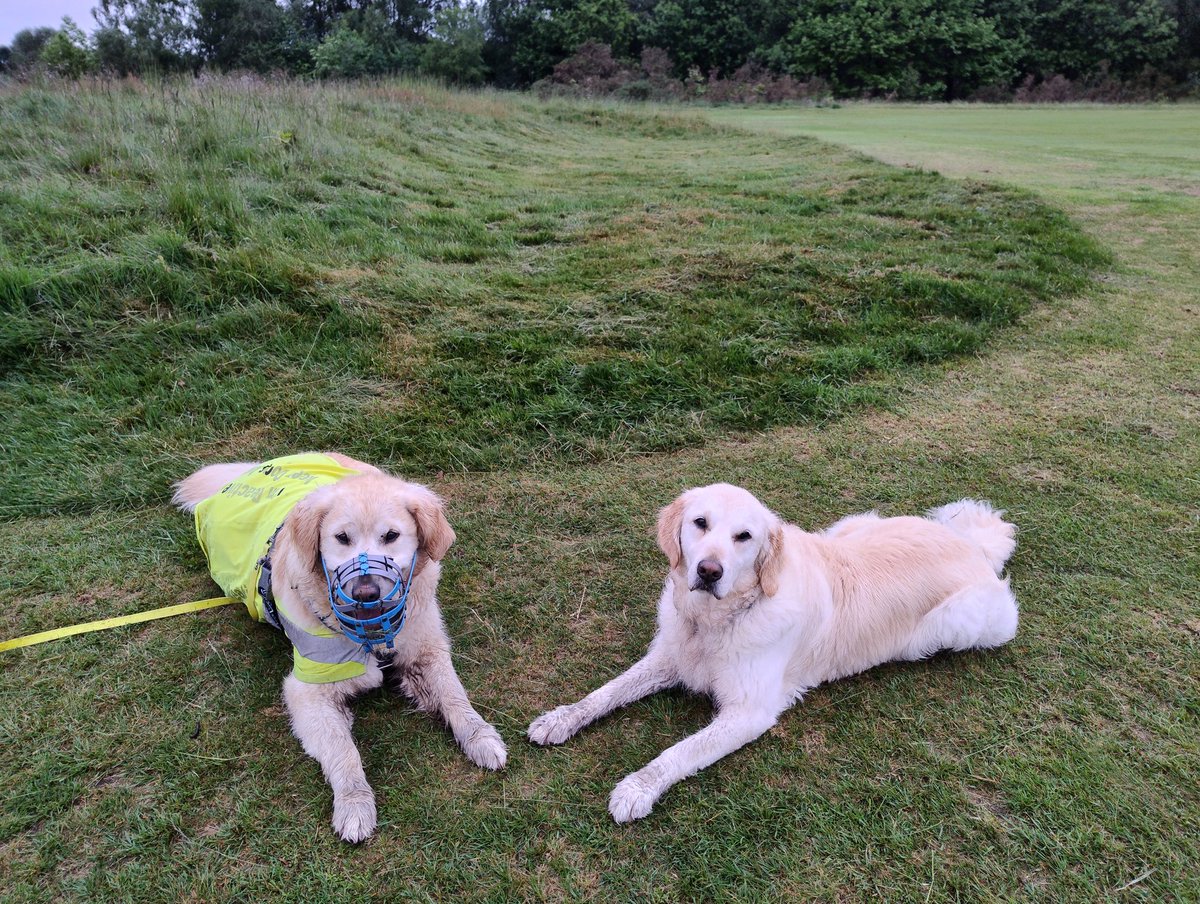 kitteridge_lisa's tweet image. Luca seems to be starting a grass collection in his muzzle.

He either wants to decorate it or make himself more camouflaged 🤷🏼🤦🏼

He's also been rolling in the wet grass so his hi-vis vest is filthy &amp;amp; low-vis!

#gooddogswearmuzzles
#muzzleddogsaregooddogs
#norabbitscaughttoday