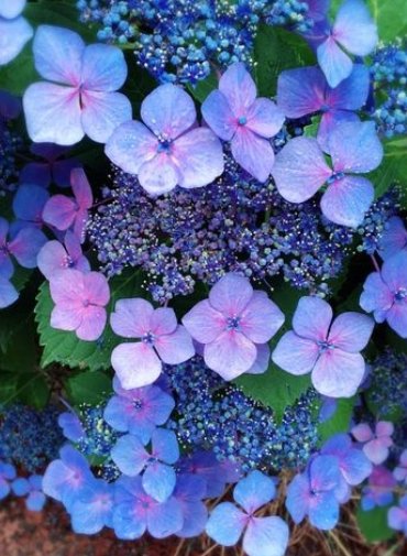 こんばんは💫 今日もお疲れさまでした 素敵な金曜日を🌙✨ The flower language of hydrangea is modesty🩵💜💙