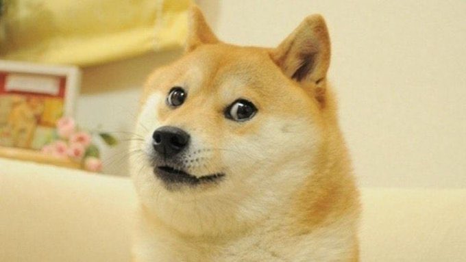 nowmedia's tweet image. NEWS: Kabosu, the Japanese shiba inu dog who inspired the iconic “doge” meme, passes away at age 18