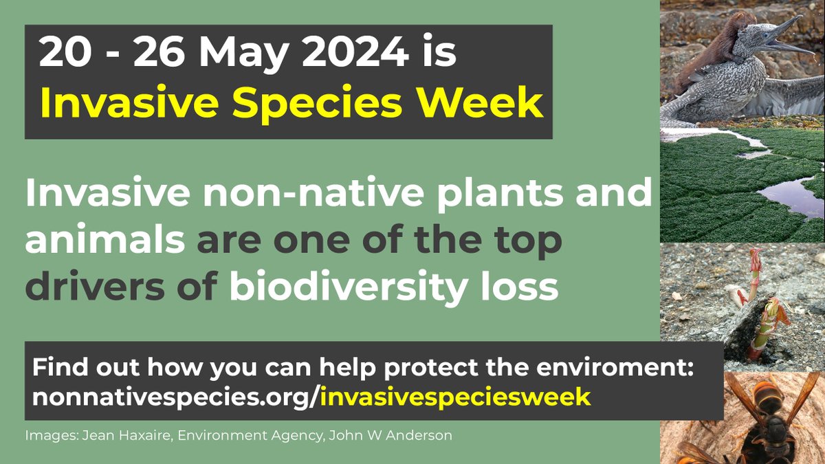 Invasive non-native species can be difficult to manage and cause escalating problems as they spread. Simple steps help: #CheckCleanDry 🚣‍♂️ #BePlantWise 🌱 #BewareOfAliens ⚠️ Quickly recording 'alert' species can help to control new arrivals 📲 nonnativespecies.org/what-can-i-do/… #INNSWeek