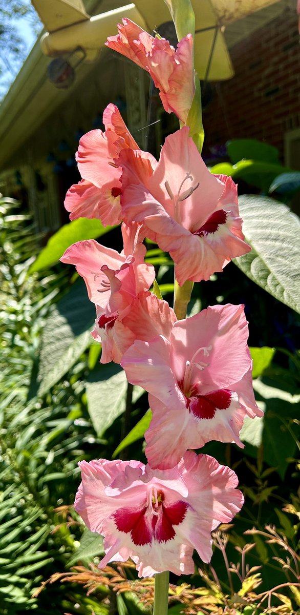 #FridayPink is my favorite pink Gladiolus in bloom 😍💖 #FlowersOnFriday #Gardening #Flowers #FlowerPhotography #Gladiolus #Plants