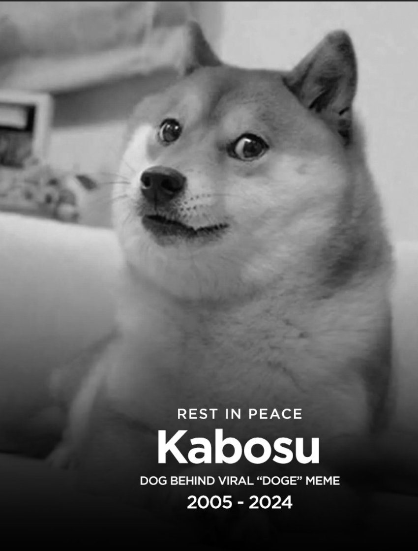 Kabosu, the iconic dog behind the Dogecoin meme that inspired $DOGE and Shiba Inu, has sadly passed away. To honor this beloved figure, we are giving away 100,000,000,000 $QUACK. To participate, retweet, like, follow, tag three friends, and drop your BSC address.