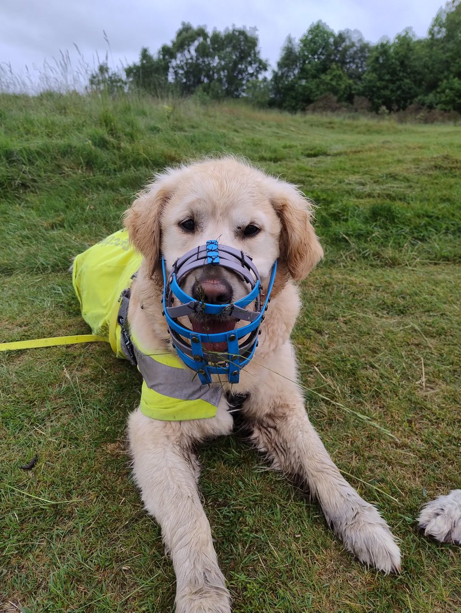 kitteridge_lisa's tweet image. Luca seems to be starting a grass collection in his muzzle.

He either wants to decorate it or make himself more camouflaged 🤷🏼🤦🏼

He's also been rolling in the wet grass so his hi-vis vest is filthy &amp;amp; low-vis!

#gooddogswearmuzzles
#muzzleddogsaregooddogs
#norabbitscaughttoday