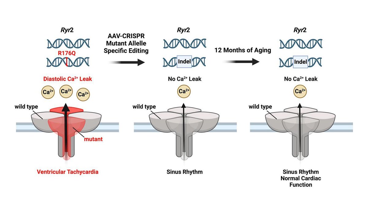 (PMID: 38464671) The Original Article from Dr. Xander H. T. Wehrens et al. provided new evidence that long-term AAV9-mediated CRISPR/Cas9 genome editing can be safe and efficacious, at least in a preclinical animal model of an inherited arrhythmia syndrome
oaepublish.com/articles/jca.2…