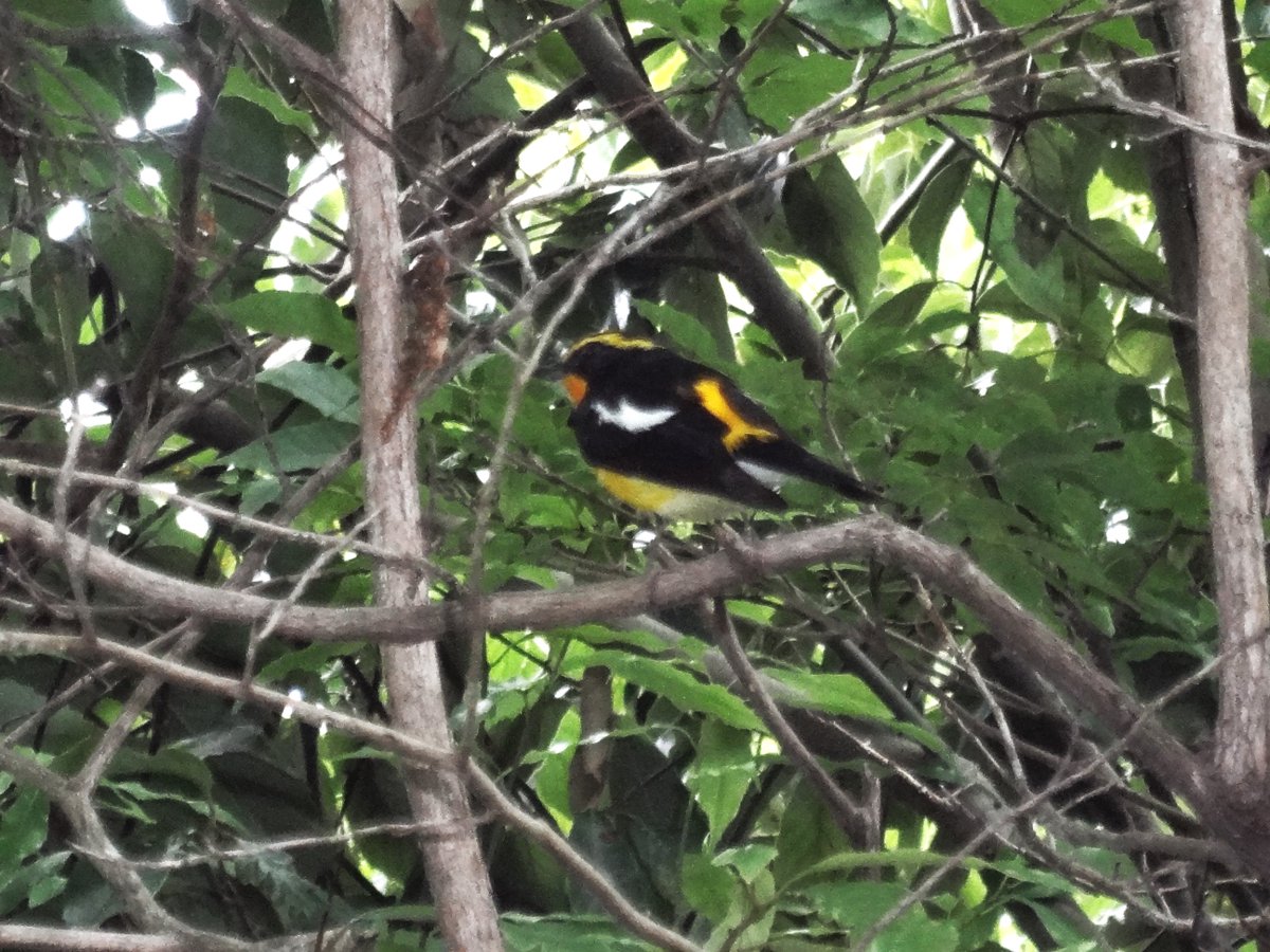 青梅丘陵地でキビタキを見た。慌ててデジカメで撮る。ピントが奥になってしまった。黒い羽根に所々橙が鮮やかに映える。