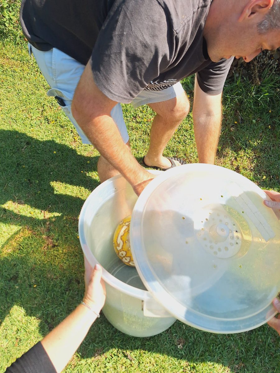 Fidelity_Secure's tweet photo. Yesterday, with community help, our team found a missing pet snake in Westville. Snake catcher Nick Evans promptly arrived and captured it. Great work, team!
#FidelityADT #MissingSnake #WestvilleSnake #ChrisEvans #LionCubs #KZN #WeAreFidelity https://t.co/JDK5RGFy1D