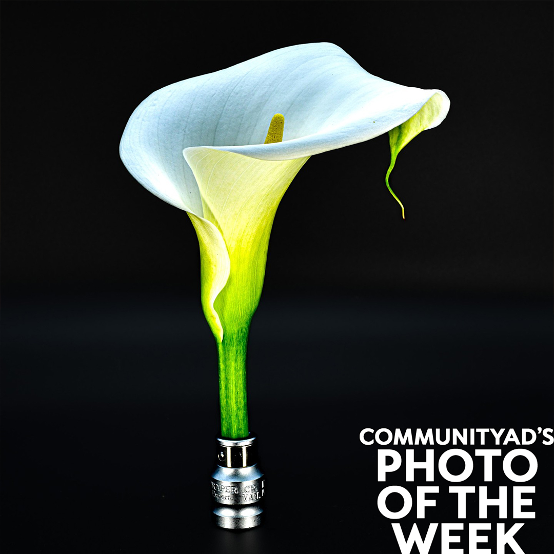 Embrace the delicate beauty of nature with this stunning Calla Lilly captured by Stuart Woods. 🌸✨ Light and shadows dance in perfect harmony, bringing this bloom to life. #CommunityAd #PhotoOfTheWeek #Nature #Photography #CallaLilly #Flower #hernebay #kent #kentlife #photo