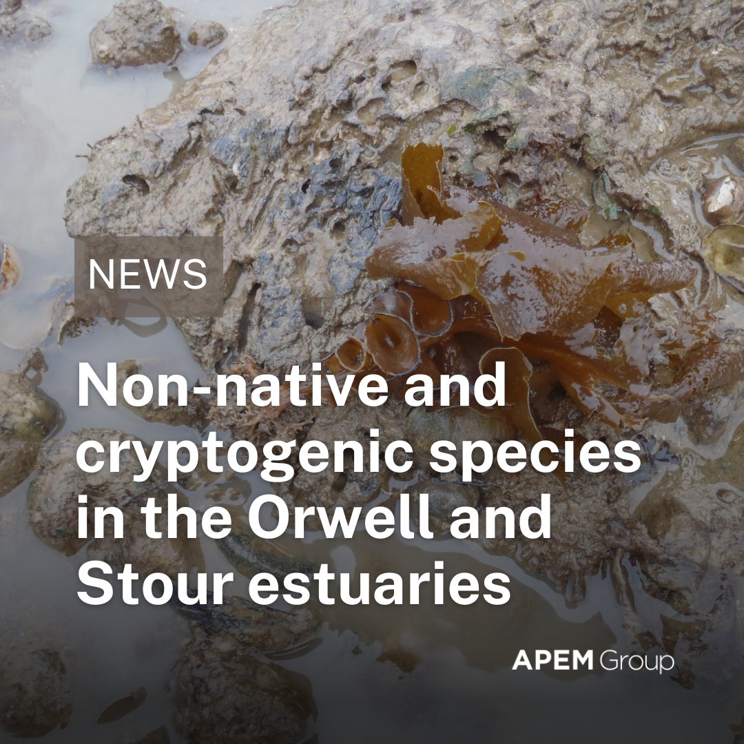 Uncover the latest findings of non-native and cryptogenic species in the Stour and Orwell estuaries, spearheaded by Chris Ashelby and Tim Worsfold. apemltd.com/non-native-and…

#InvasiveSpeciesWeek