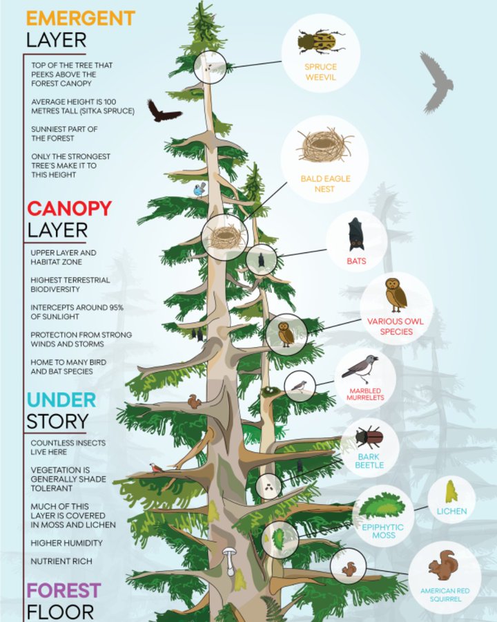 UNBiodiversity's tweet image. Learning about #biodiversity in your classroom? Check out this colourful infographic by @CanGeo
 about the layers of life found in an old-growth forest. 

Find the full version here: bit.ly/3wJUUxR🌲

#BuildBackBiodiversity #AgreementToAction #BiodiversityPlan