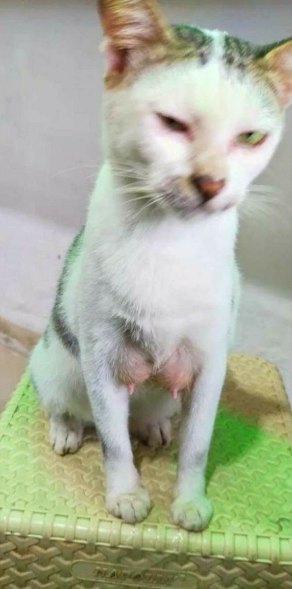 Bang Sad tweet media