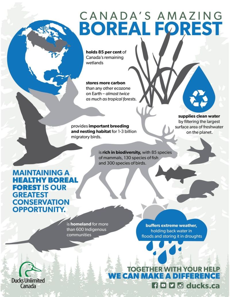 7 facts about Canada's amazing boreal forest🌳 This forest and its network of wetlands carry many benefits and present a great conservation opportunity. Learn how @DucksUnlimited's boreal program is working to promote biodiversity conservation 👇 lnkd.in/d6PH_pYa