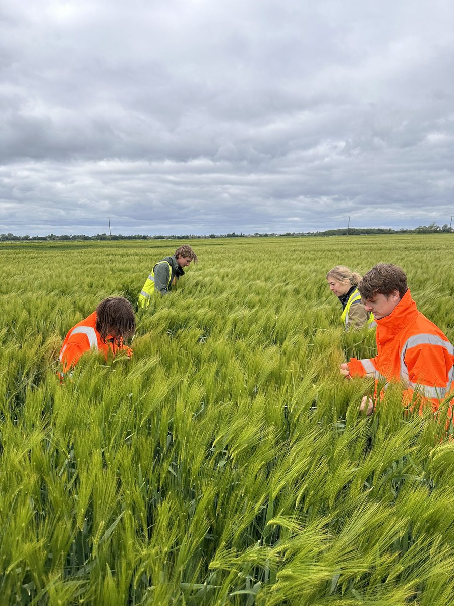 The team were doing head counts of black grass in the field yesterday looking for differences in herbicide treatments on wheat and barley.