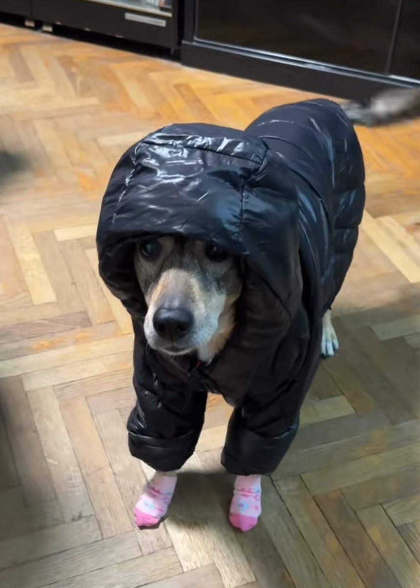 guarever_'s tweet photo. Abríguense los perros https://t.co/0TLJcZA9Vv