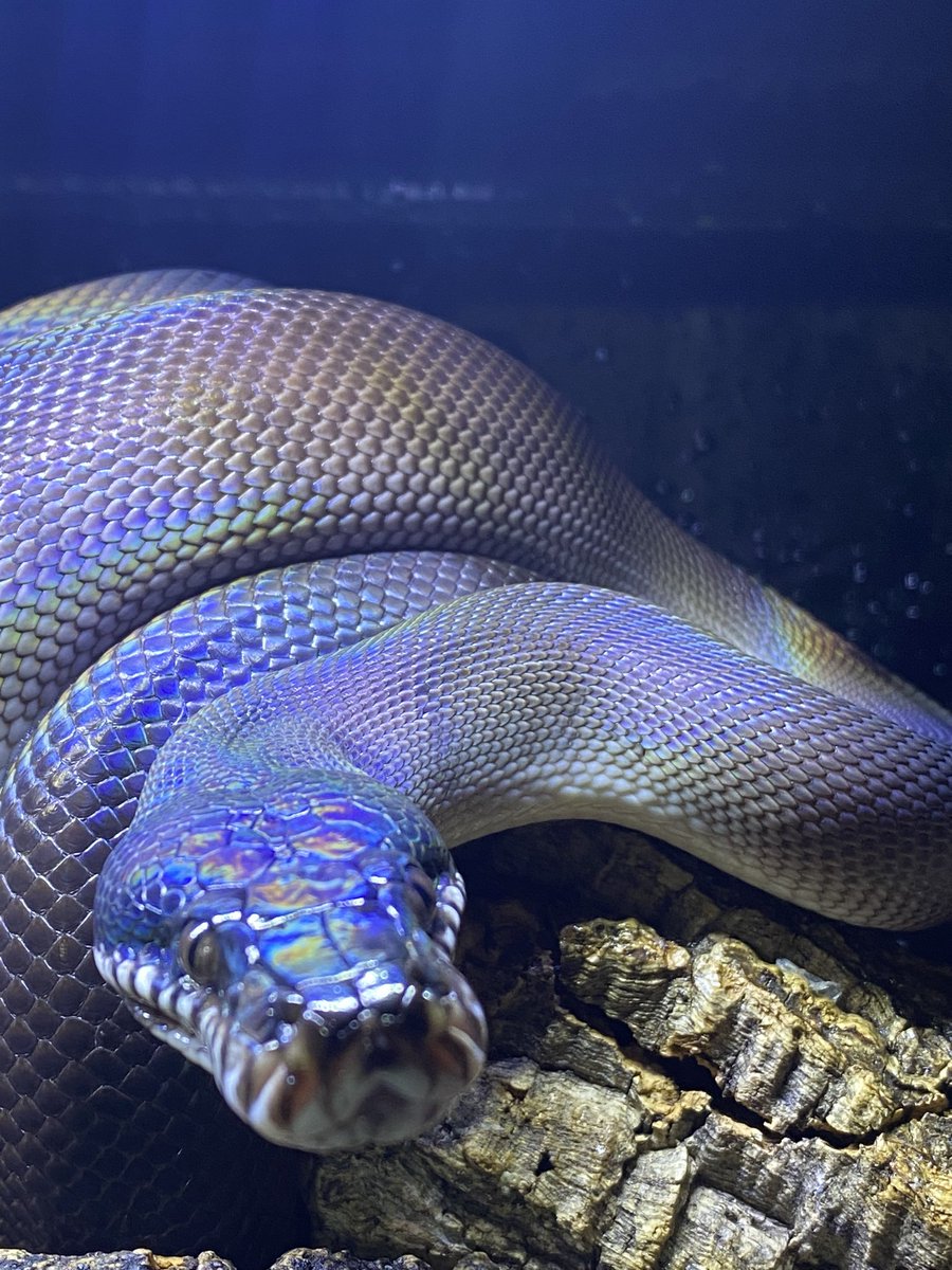 habaero946's tweet photo. キミカブラック♀脱皮終了ー
#ダイヤモンドパイソン
#カーペットパイソン
#ボールパイソン
#diamondpython 
#グリーンパイソン
#イエローアナコンダ
#キミカブラック
#アンゴラパイソン
#greentreepython
#エメラルドツリーボア
#ズグロパイソン https://t.co/K1HjNvqTWg