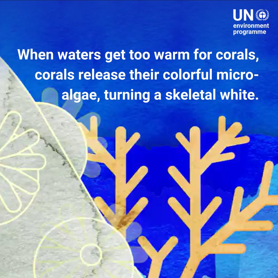In the news: the Great Barrier Reef is experiencing an extreme coral bleaching event. The latest Status of Coral Reefs report highlights why health must be at the forefront of environmental efforts and decision-making processes: unep.org/interactives/s… #BiodiversityPlan @UNEP