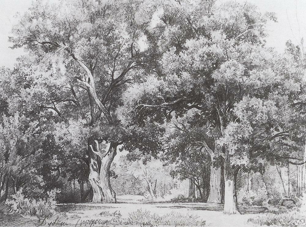 Oaks, 1857 linktr.ee/shishkin_artbot