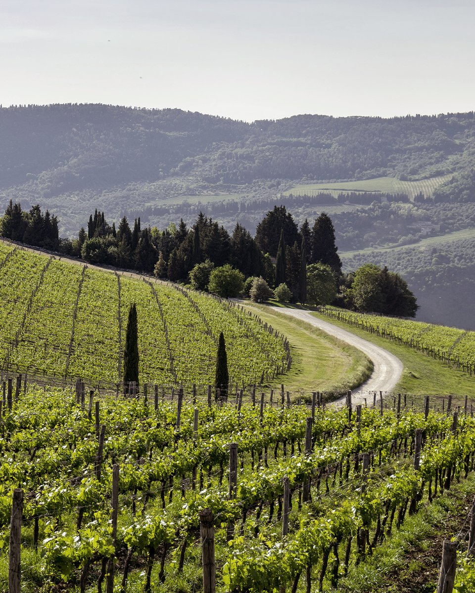 Every vineyard row has a story to tell. All we have to do is listen.

#Frescobaldi #MarchesiFrescobaldi #ToscanaDiversity