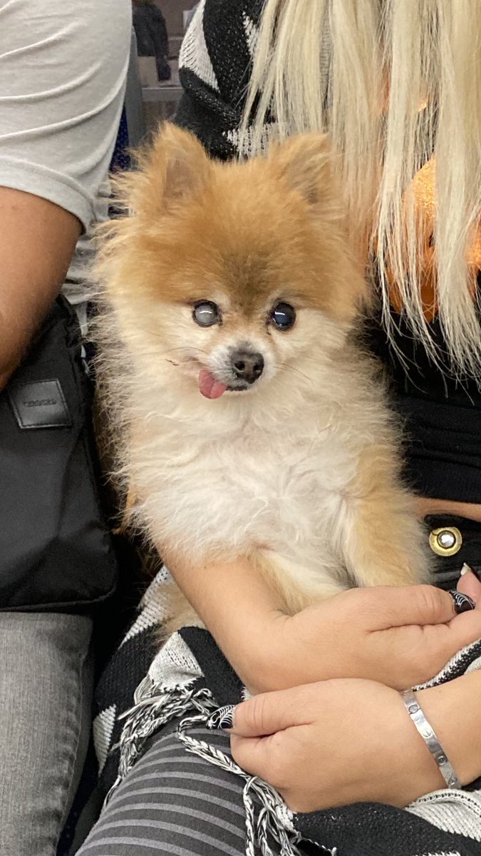SipsJuiceBruce's tweet photo. Blind dog sitting across from me in the airport https://t.co/R6qRpibn7a