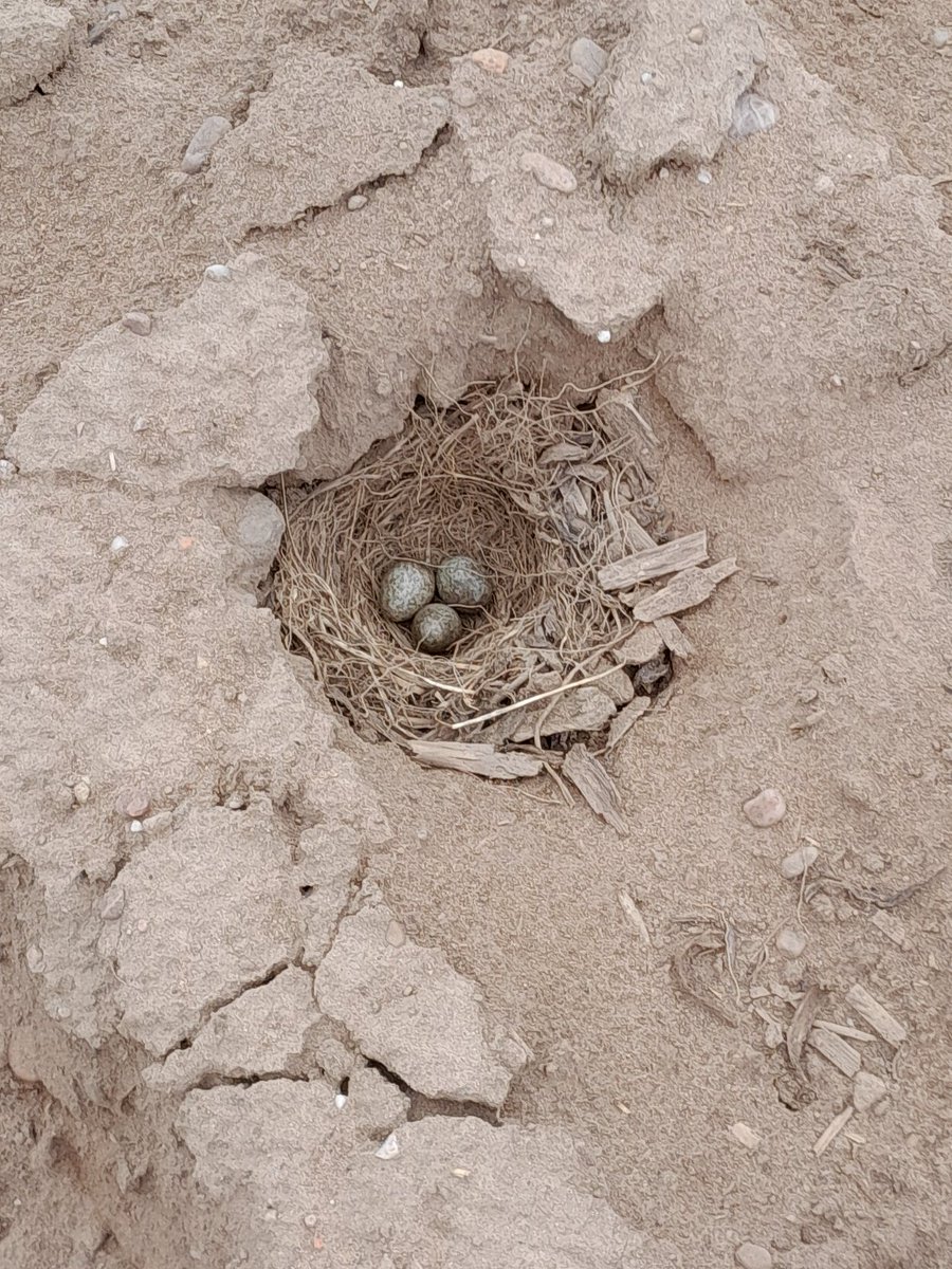 A lovely surprise in our Potato Trial. Skylarks have made a home. @ADASGroup 📸Joseph Priest