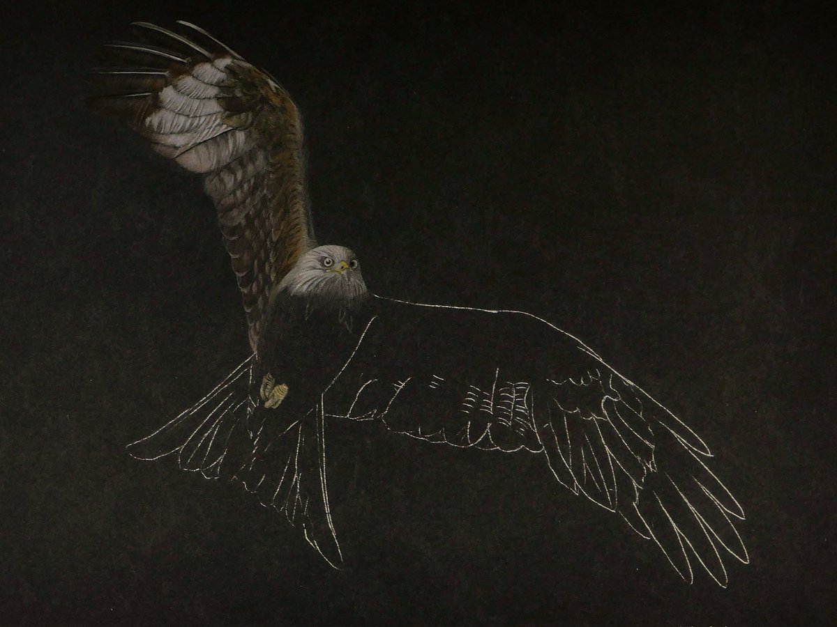 An update on the red kite drawing, starting to come together now, tomorrow I will tackle the body. Coloured pencils on black paper, my own reference photo.