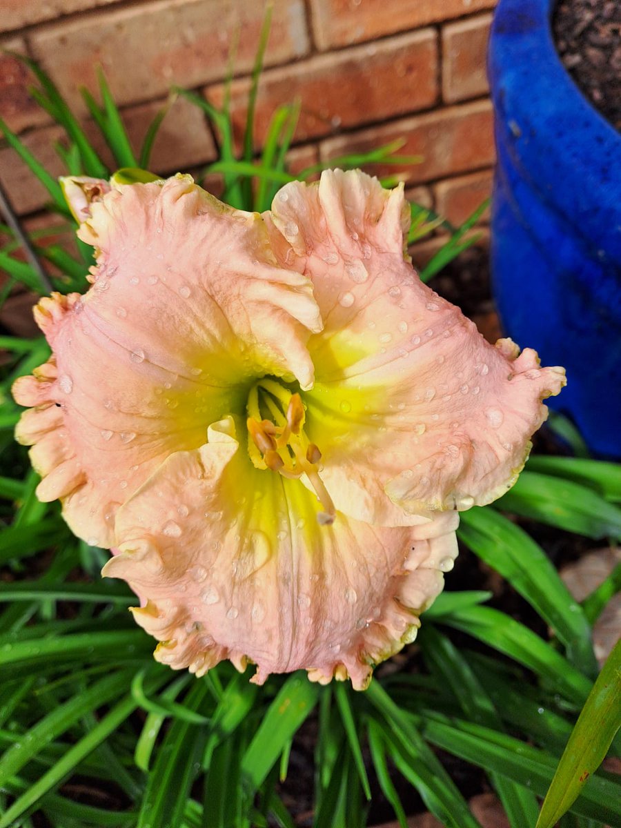 @ilenagm Beautiful flower! Thought I would share a daylily from my garden, 'Clear Mountain Morning '